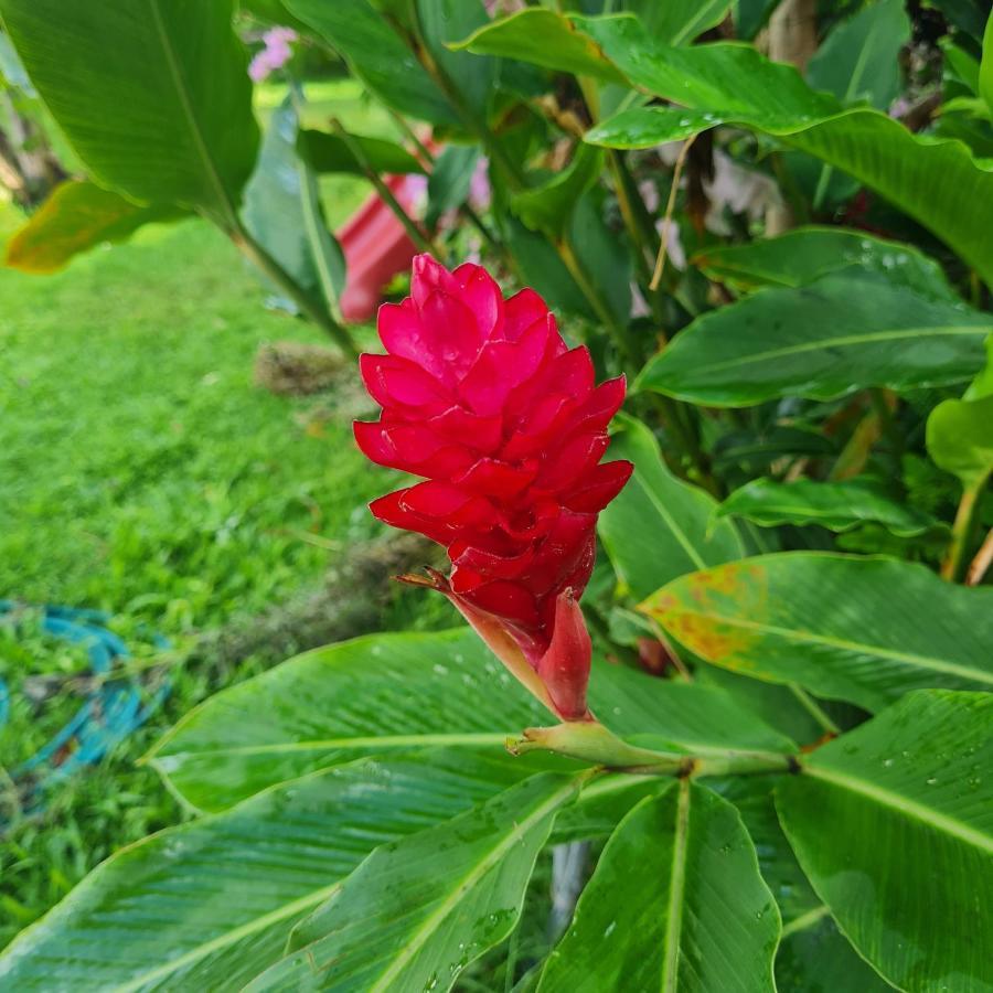 Villa Sonrisa Casa De Huespedes ลาสแตร์เรนาส ภายนอก รูปภาพ